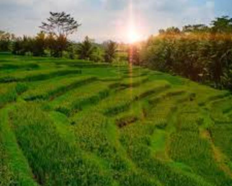 voyage à bali la randonnée jatiluwih village et coucher de soleil de tanah lot -balilabelle