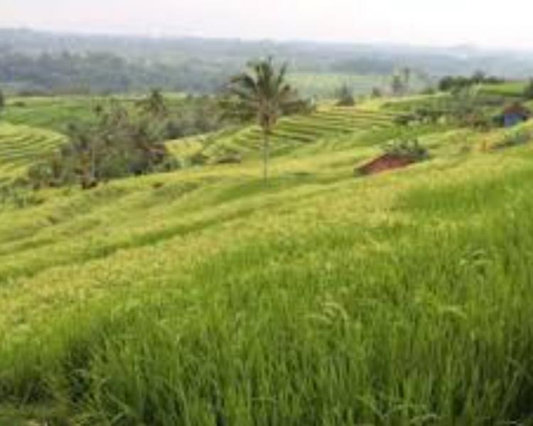 randonnée à bali, le paysage est incomparable-balilabelle