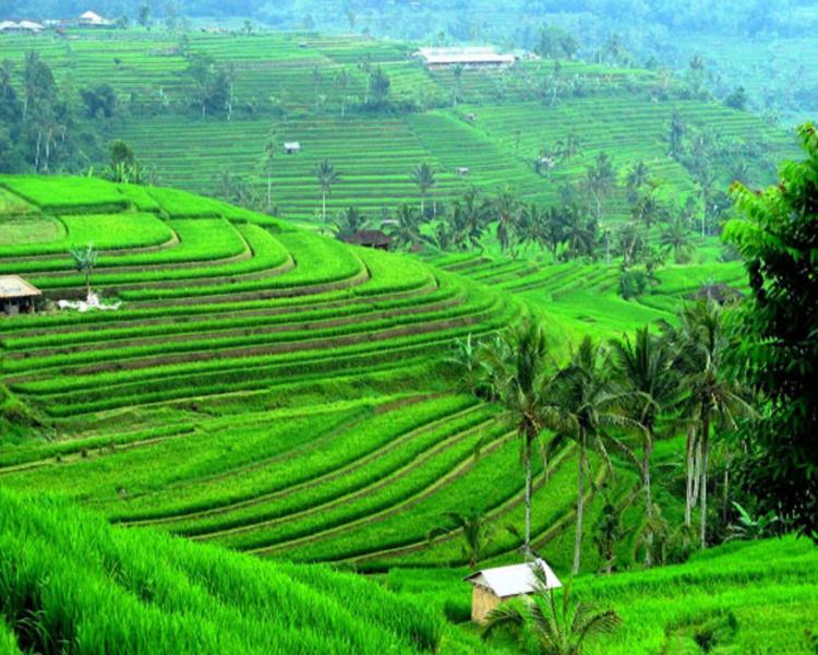 faire la balade à jatiluwih tabanan, bali