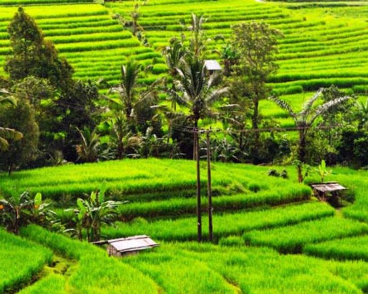 voyage à bali avec balilabelle trekking  à Jatiluwih Village avec panorama des rizierres en terrasse