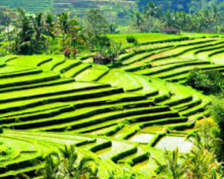très belle randonnée à bali jatiluwih avec les rizierres en terrasses,balilabelle