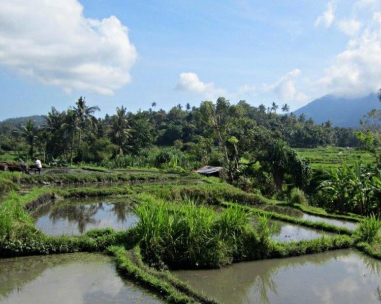 randonnée dans la région de Kastala ,bali -Karangasem au pied de la montagne Agung