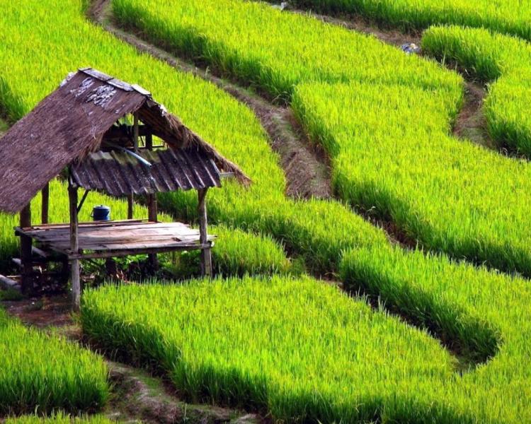 randonnée à bali avec un guide francophone-balilabelle