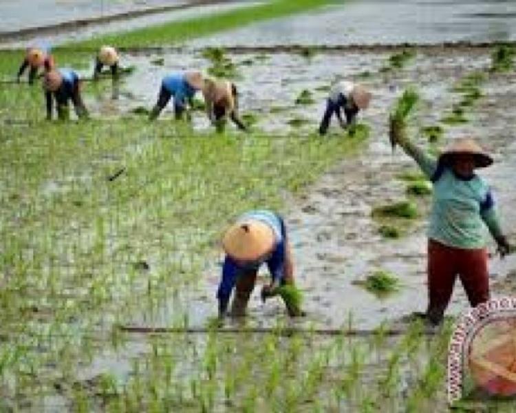 randonnée à bali jatiluwih et visiter le temple de batukaru,balilabelle