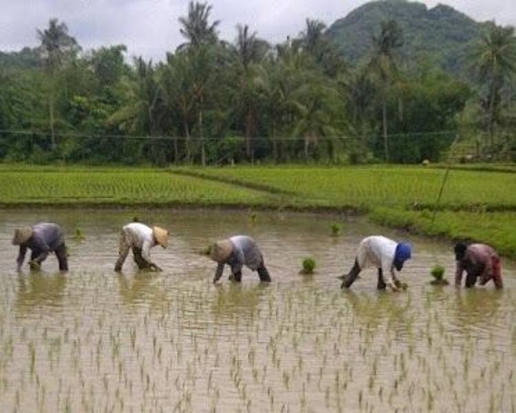 randonnée bali ,le vert des rizières de Jatiluwih et la gentillesse des agriculteurs