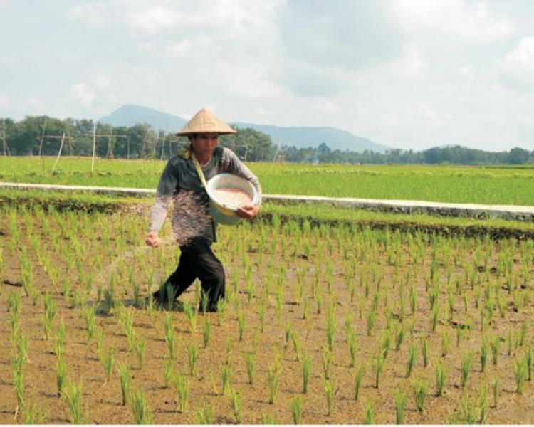bali jatiluwih Randonnée