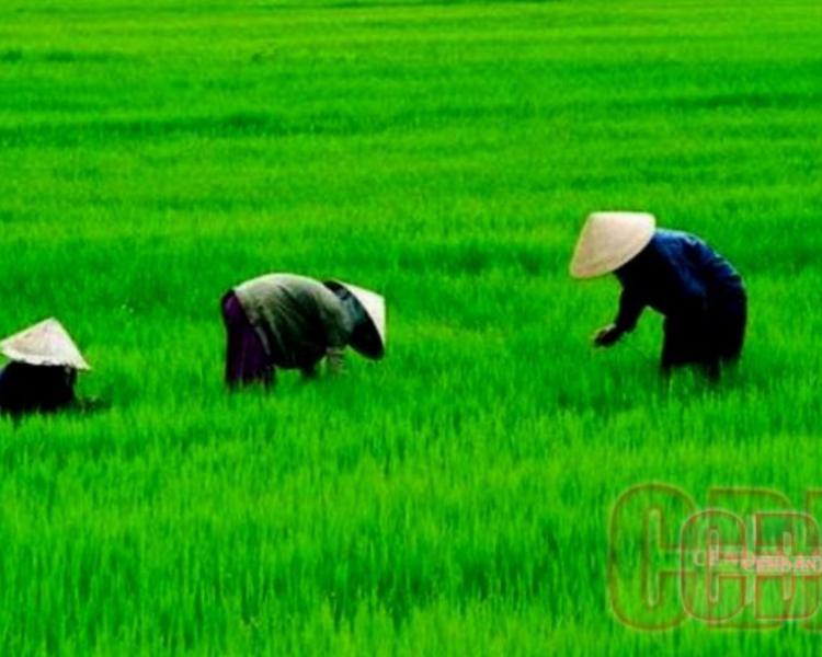 balade à pied  dans la régence de Tabanan,jatiluwih bali