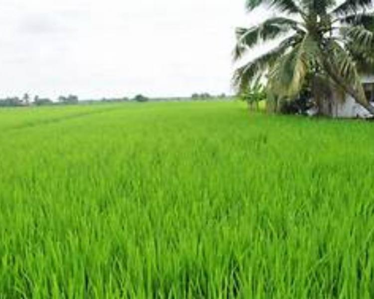 randonnée  à jatiluwih tabanan, bali la plus vaste des rizières en terrasses