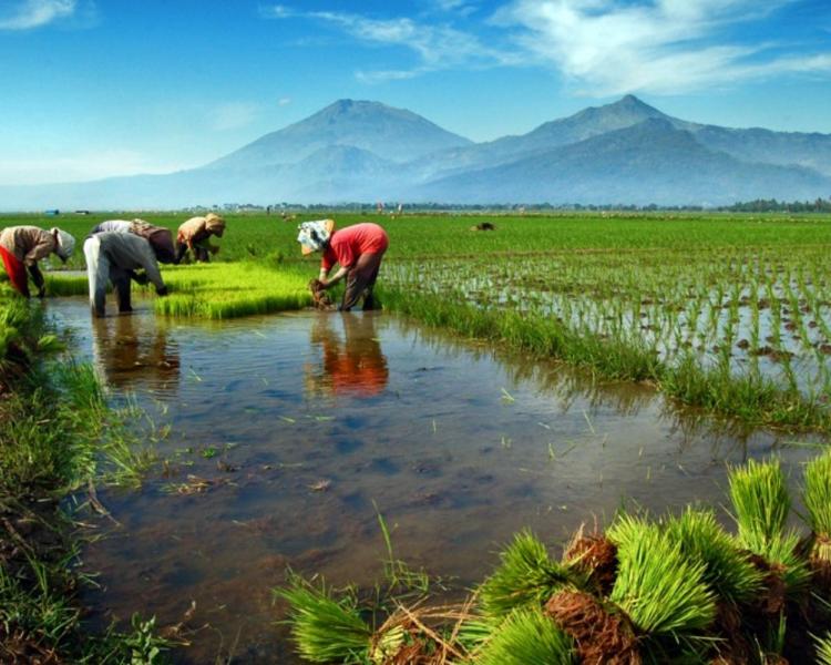balade  à pied a pejeng village et la source sacré de tampaksiring