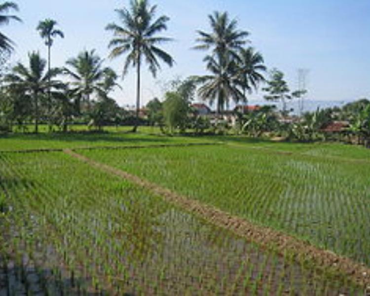 randonnée au village de jatiluwih tres belle