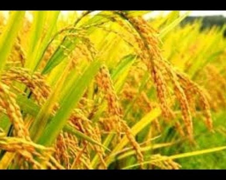 randonnée dans le village de Kastala et la plage de vierge(prasi) sable blanc