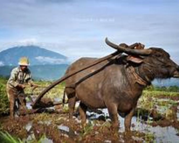 randonnée au village de jatiluwih- faites un vtt