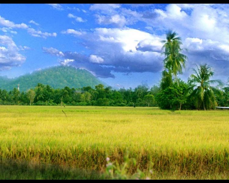faire la balade au village de blimbing  la plus vaste des rizierres de bali