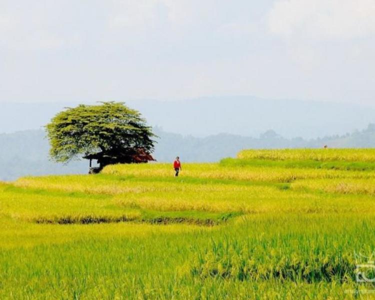 Randonnée Munduk – Cours de cuisine et offrandes-bali
