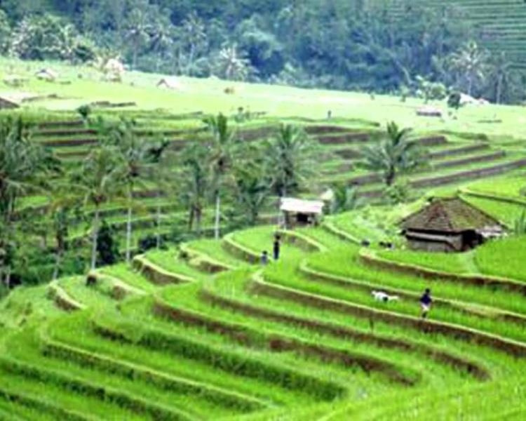 bali balade a pied ,munduk