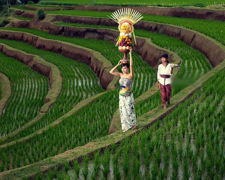 randonnée au village de pejeng, le temple tirta empul ( se purification)