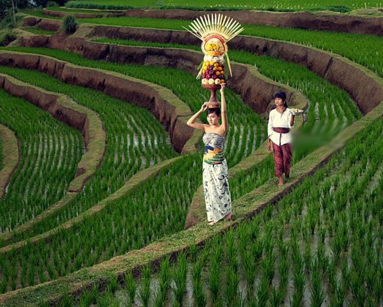 randonnée à bali, excursion d'une journée-balilabelle