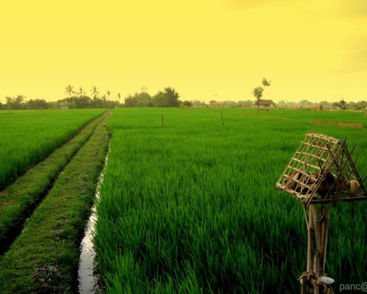 voyage à bali La randonnée dans le village Kastala  avec les rizières et Prasi White Sand