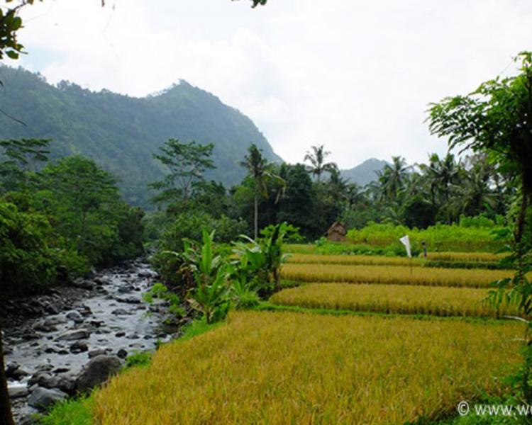 randonnée et Explorer Le village de sidemen avec trés belles rizières en terrasses
