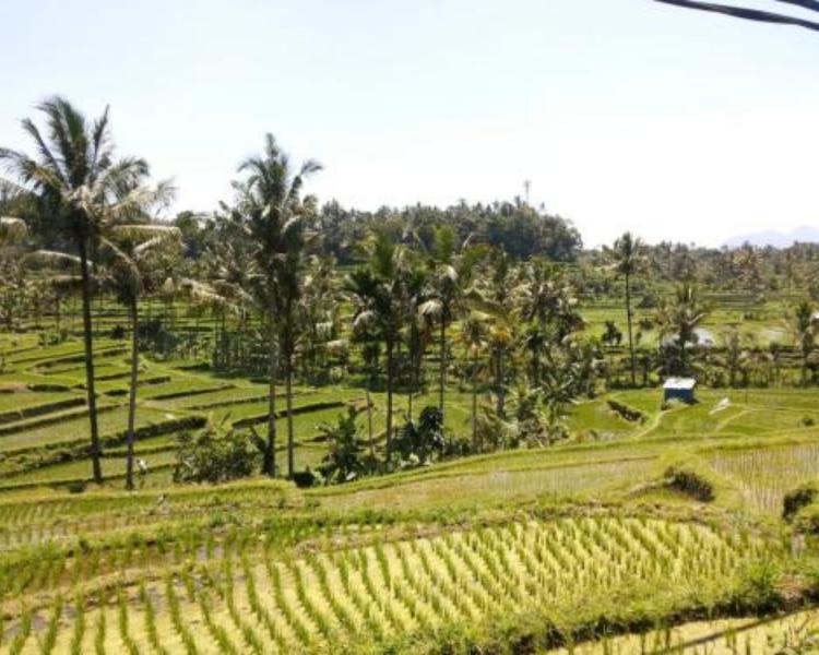 munduk-Randonnée Facile  et canoë traditionnel  retour par la forêt primaire