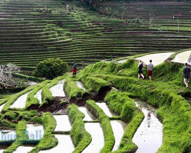 voyage à bali les rizierres en terrasses et coucher de soleil de tanah tot -balilabelle