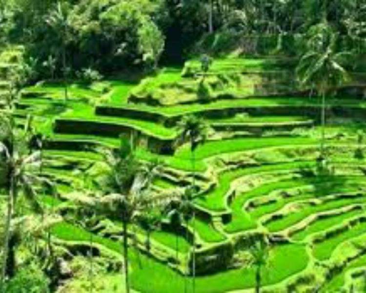 randonnée à bali en circuits avec un guide balinais expérimenté qui parle français