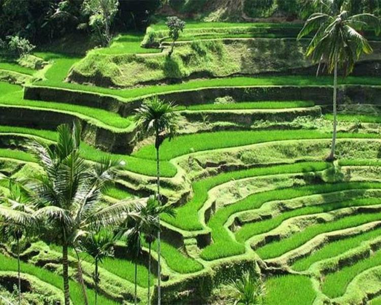 top voyage à bali en circuits avec balilabelle