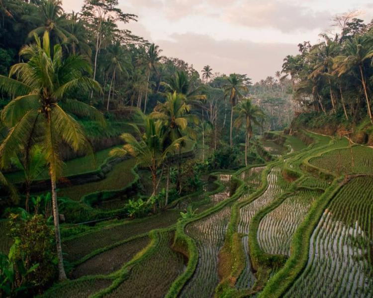 voyage à bali promenades entre rivières et rizières dans les environs d'ubud