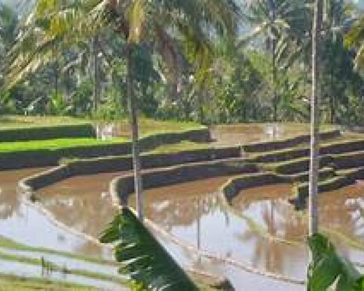 randonnée  à   blimbing et coucher de soleil de tanah lot