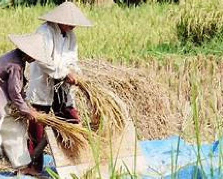 randonnée au village de kastala et tirtagangga avec un guide francophone balinais