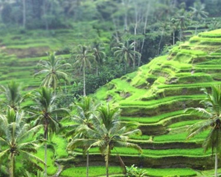 randonnées autour du village d'Ubud et cours de cuisine , Balilabelle