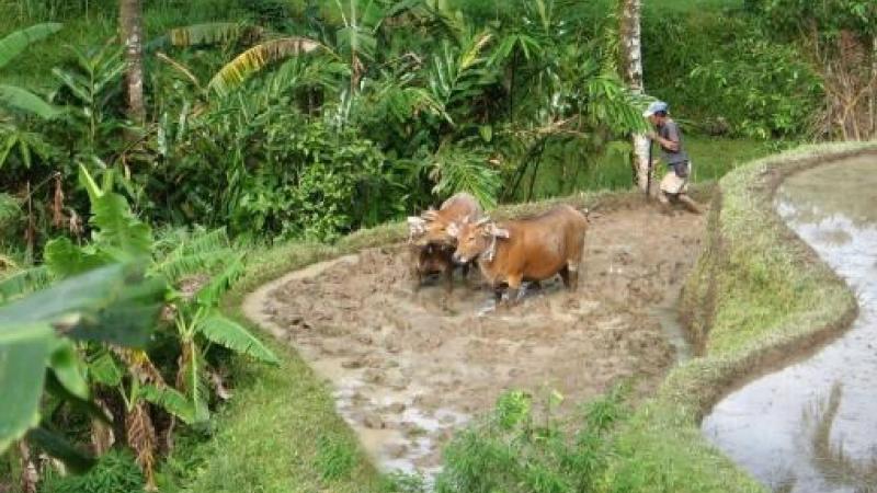 Randonnées dans les rizièrres de bali