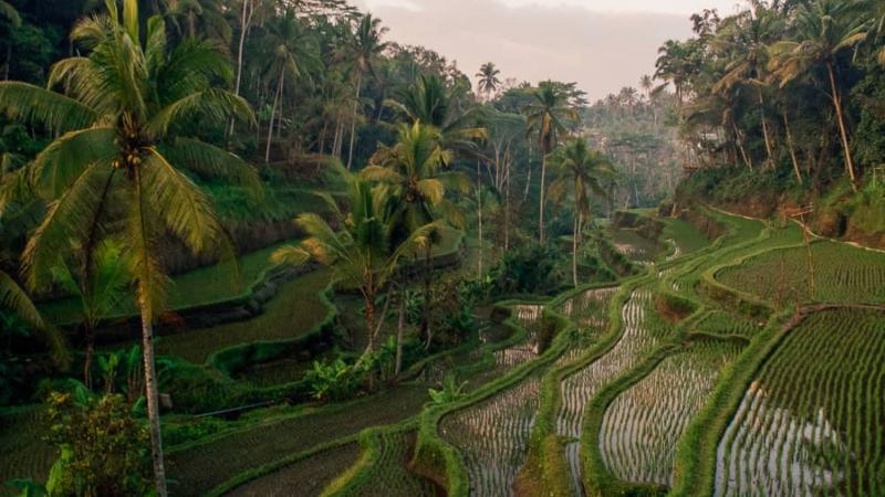 les rizierres en terrasses de tegalalang avec un guide francophone balinais-balilabelle