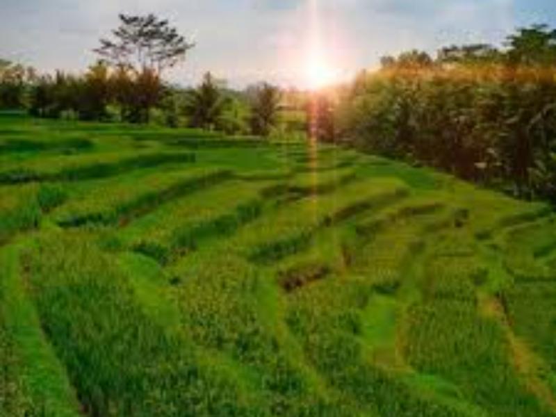 circuits privés voyage de noces  a bali Programe 7 jours et 6 nuits avec un guide francophone balina