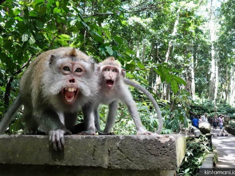 Visitez Ubud Village et ses environs avec un guide francophone balinais-balilabelle