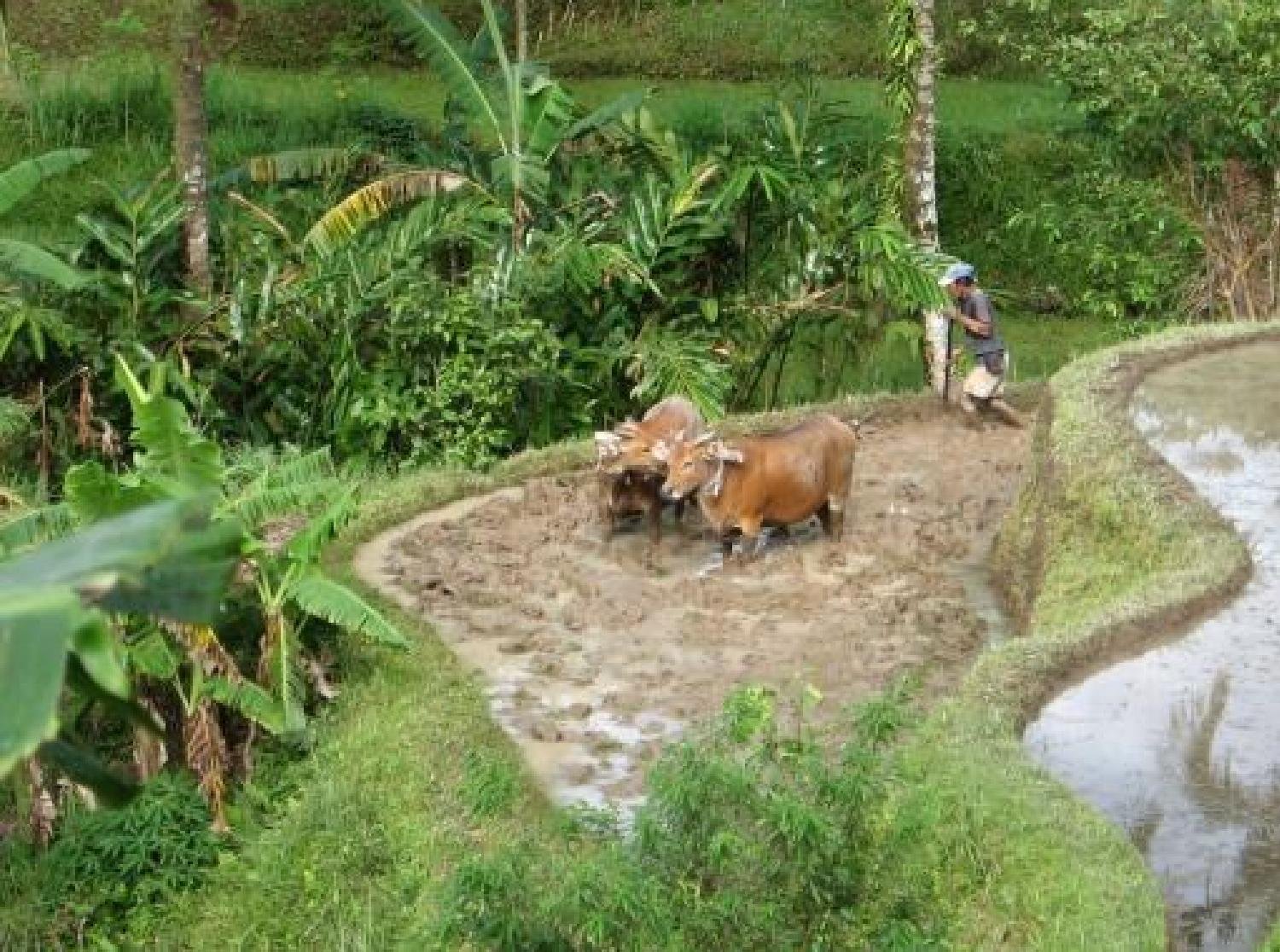 voyage à bali avec activité jatiluwih randonnee,tros lacs et tanah lot -balilabelle