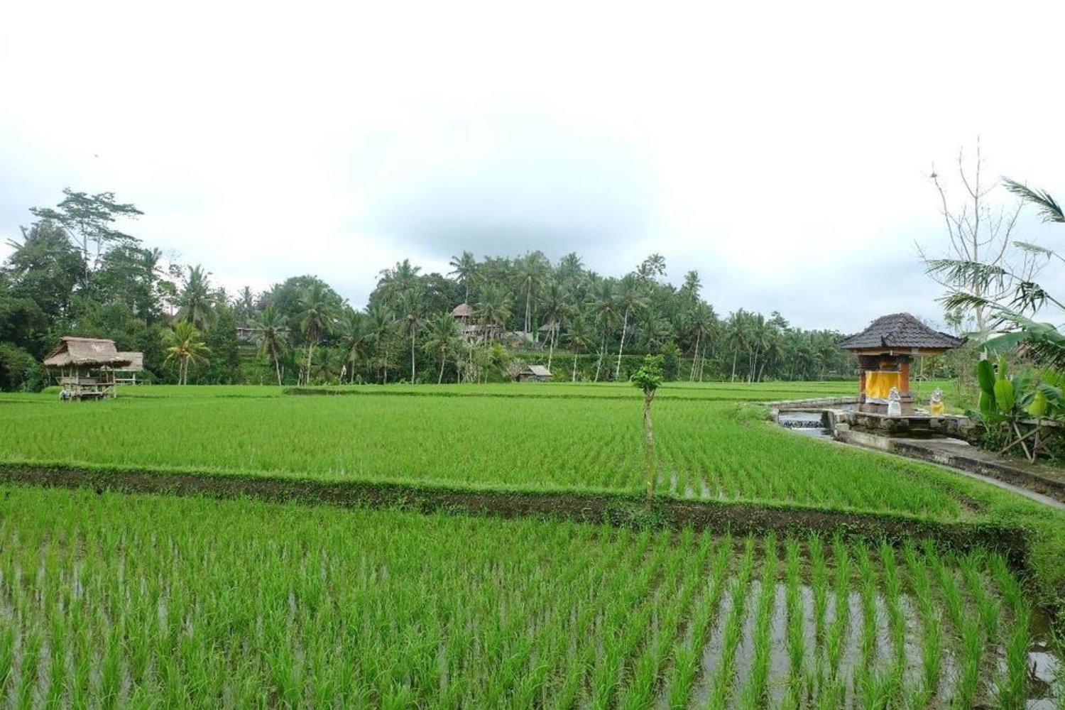voyage à bali avec activité de la randonnée a jatiluwih -balilabelle
