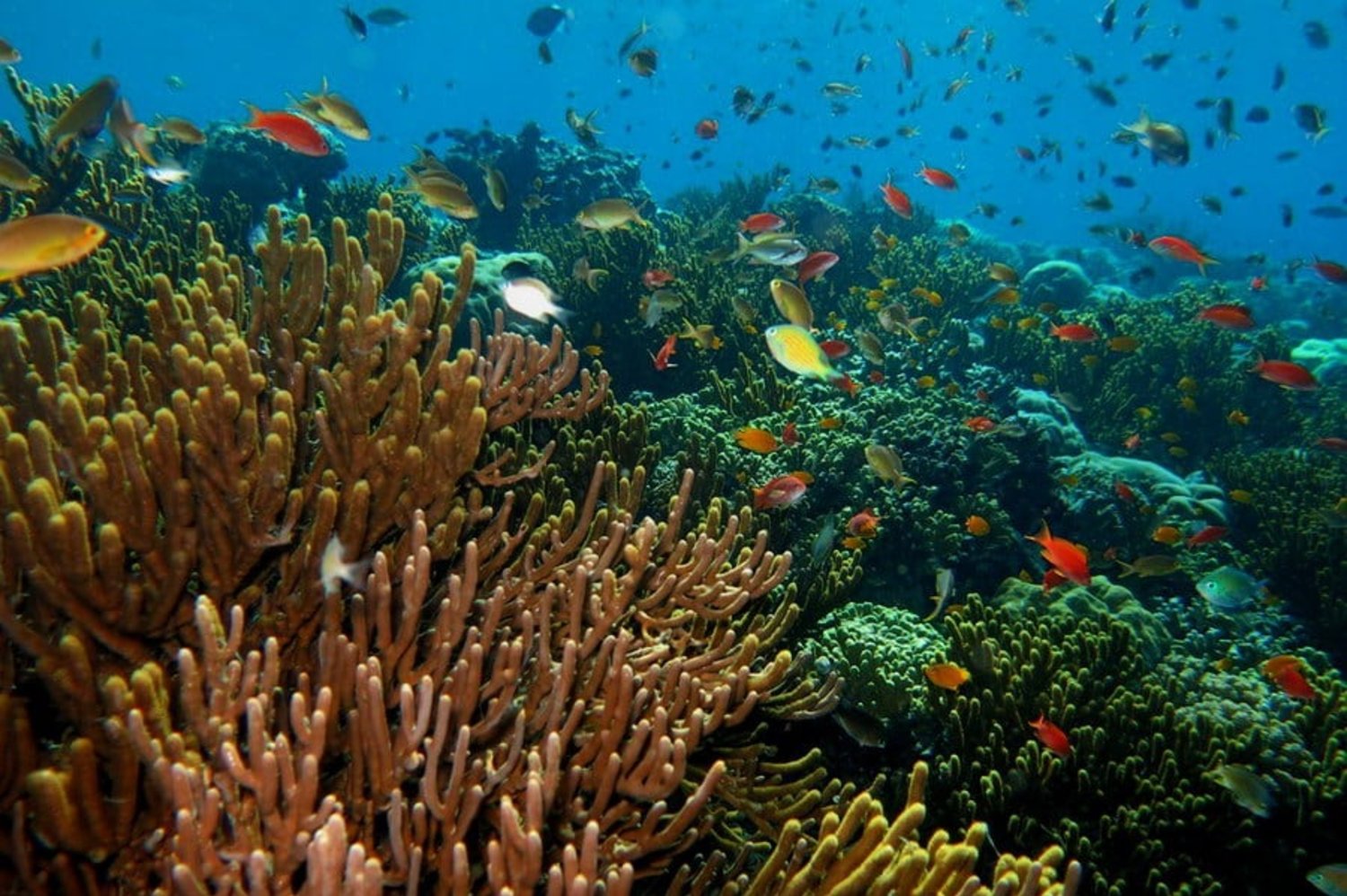 L’Ile De Menjangan