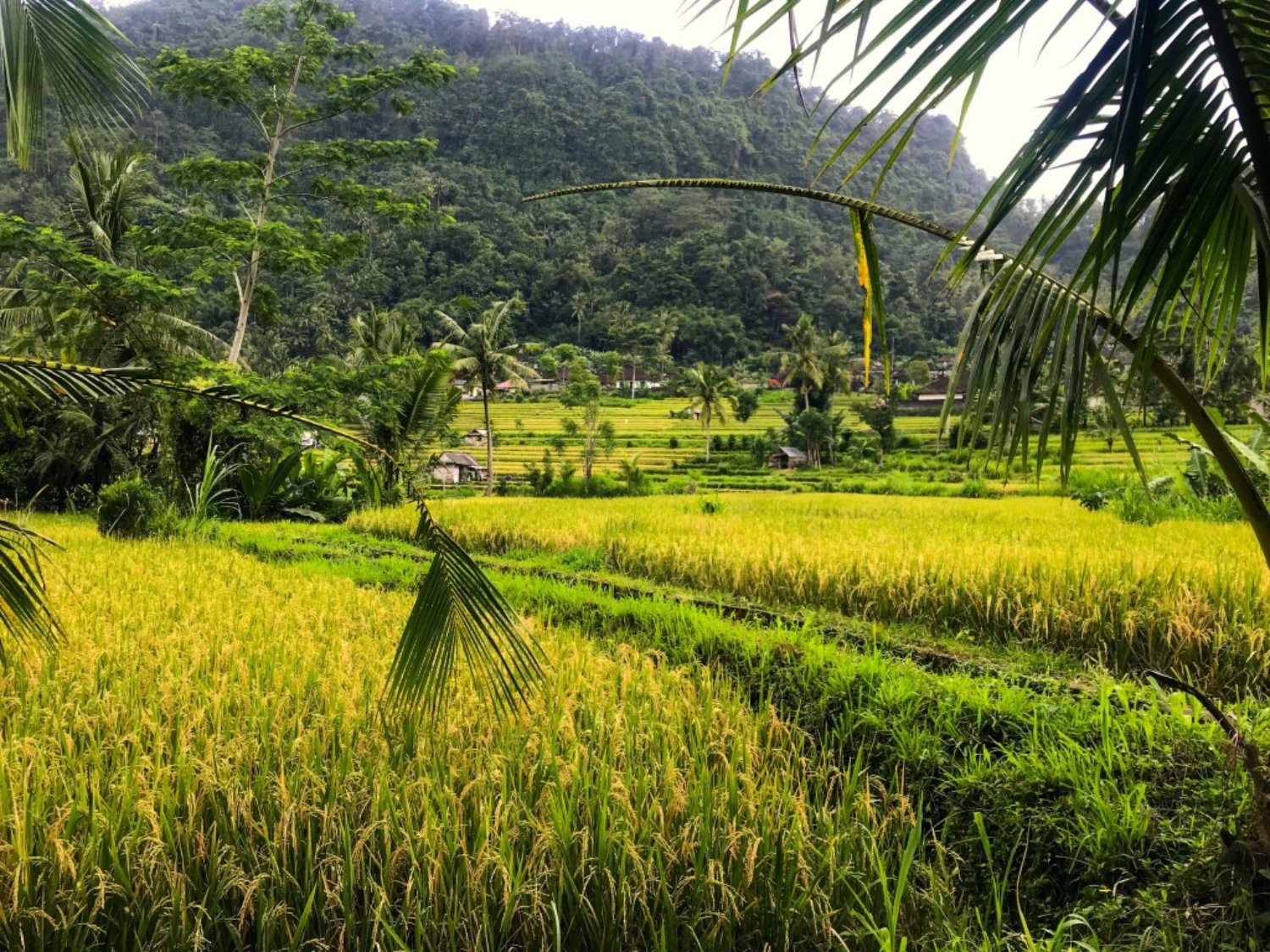 voyage à bali Trekking dans la région de Sidemen avec de belles collines et rizières