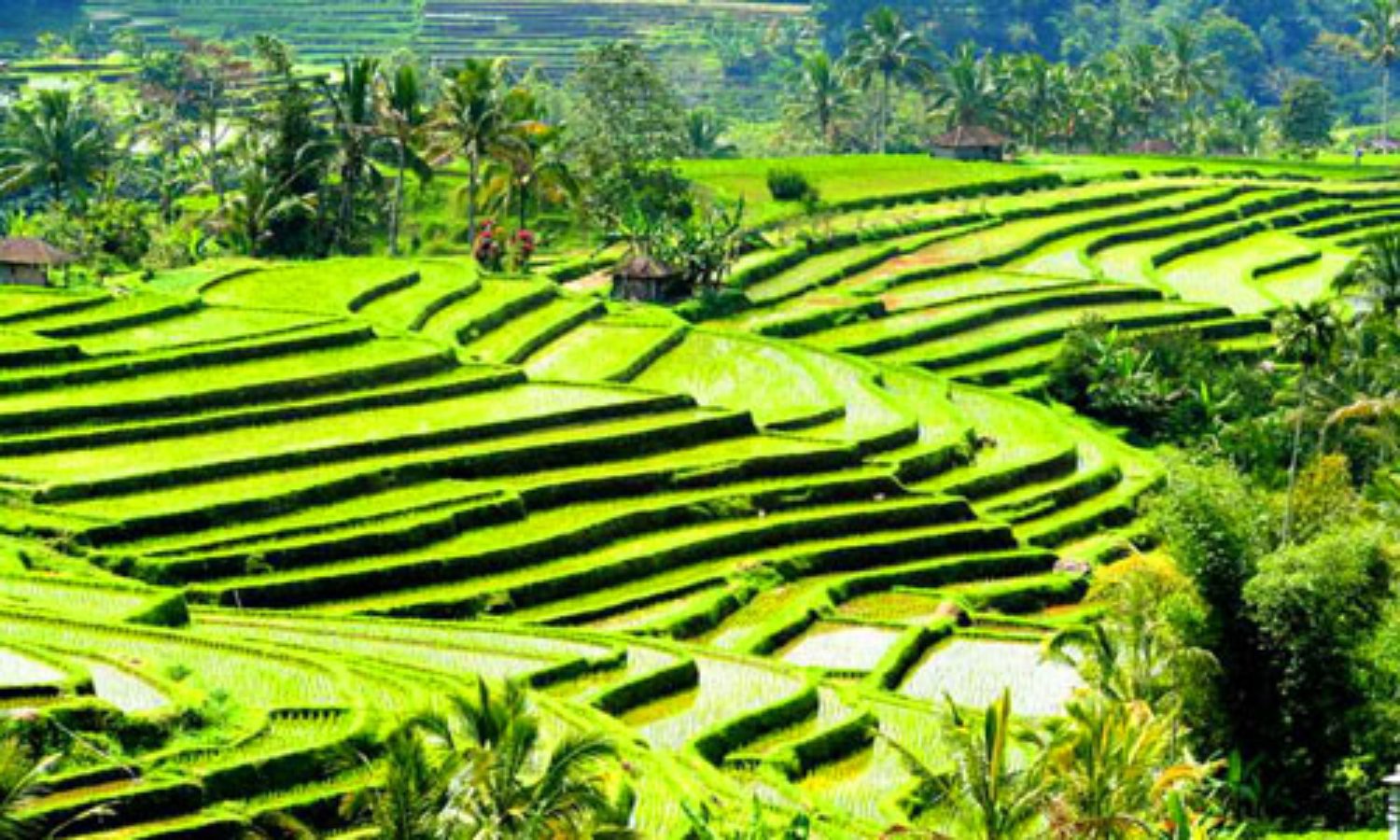 randonnée au village de jatiluwih