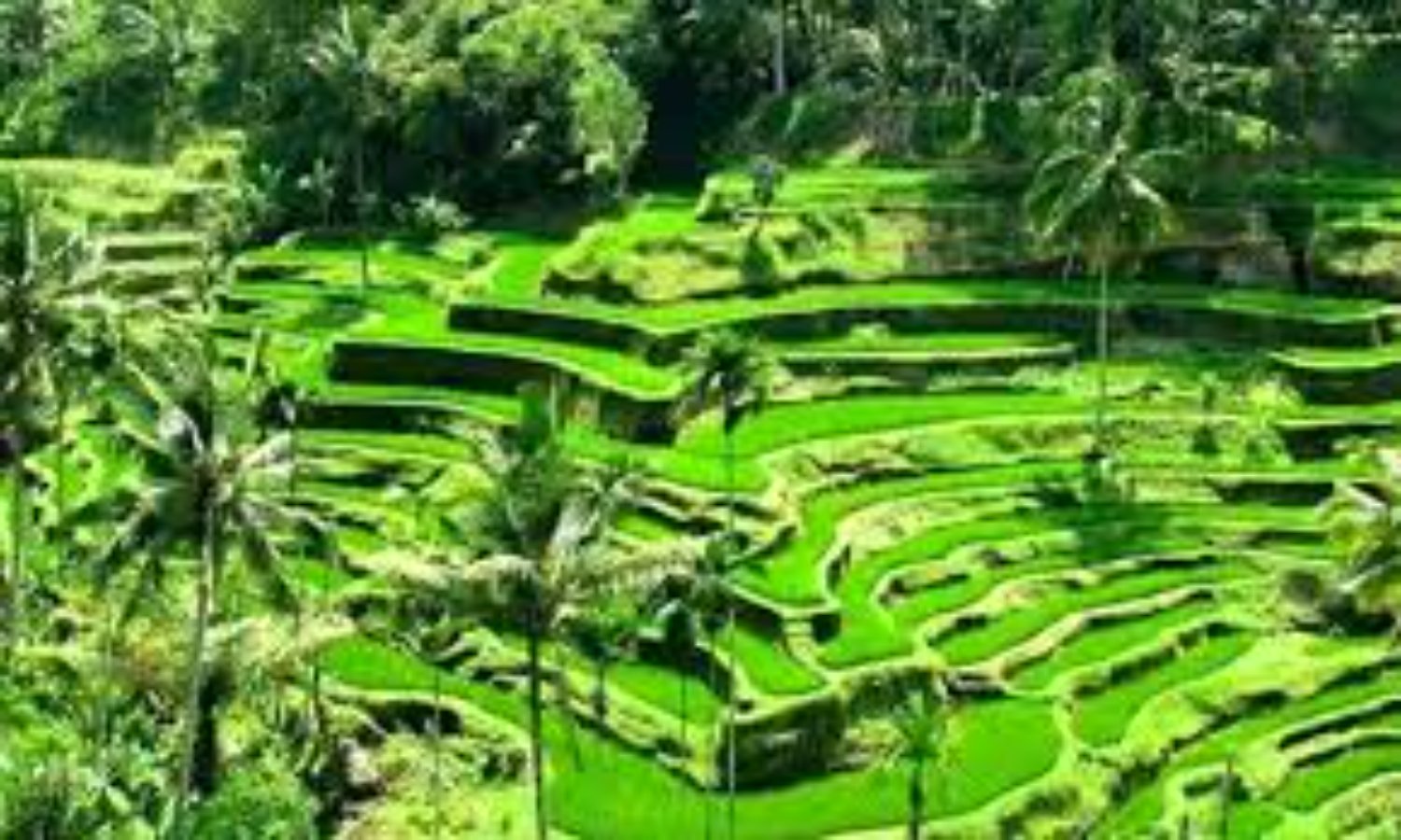 bali circuits 9 nuits et 10 jours en famille-balilabelle