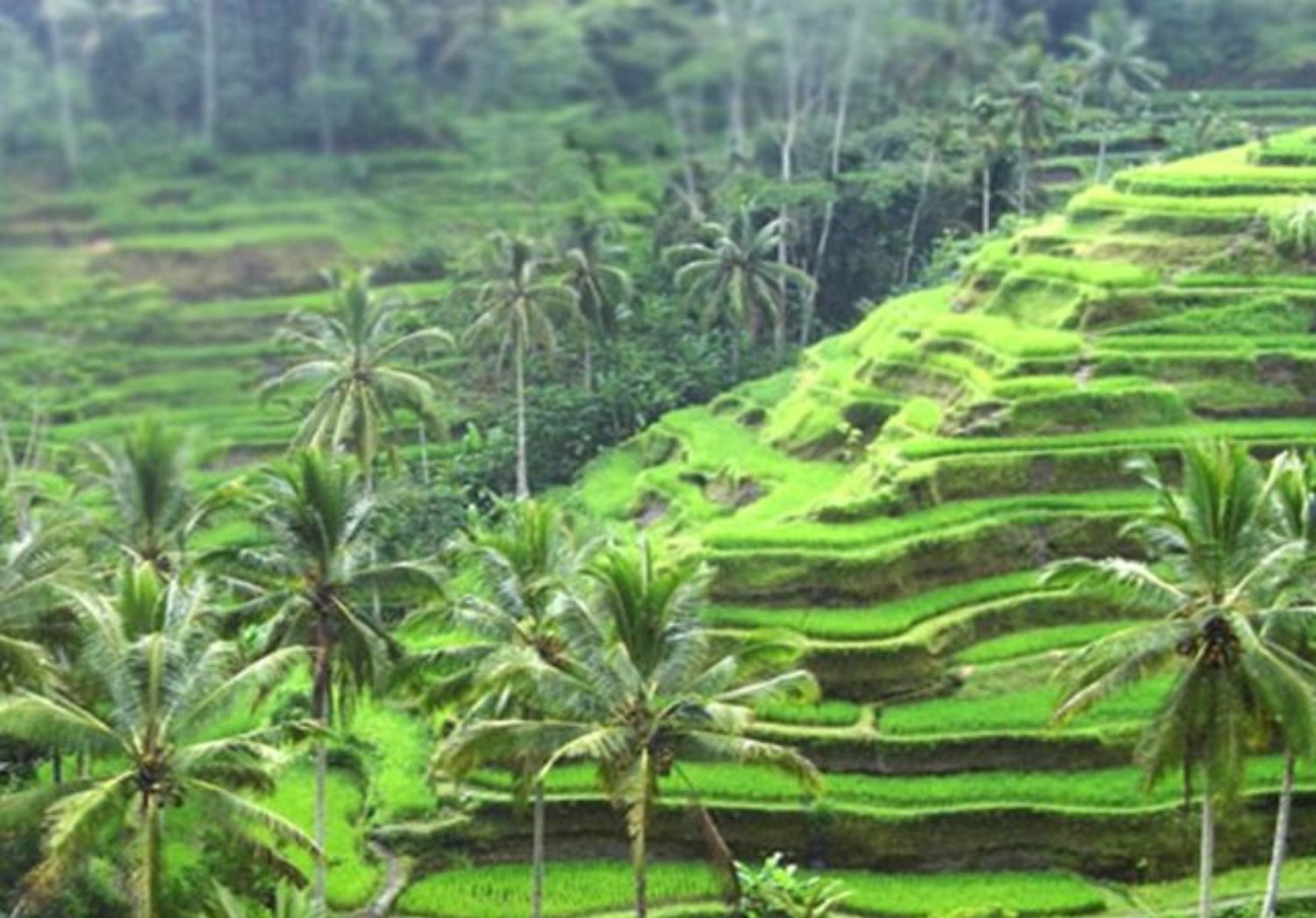 randonnée TOP dans les environs d'ubud avec un guide francophone balinais-balilabelle