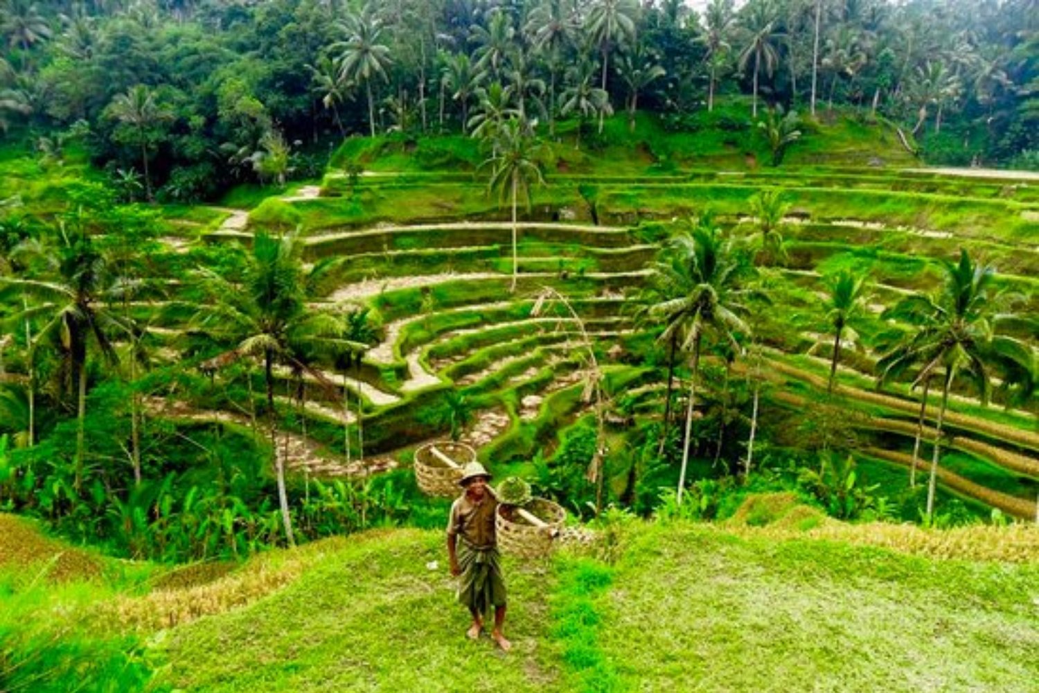 tegalalang rice terrace